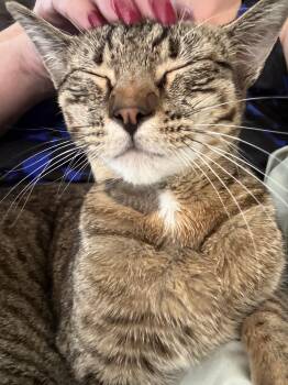 Sarina -  Domestic Short Hair Cat for Adoption in Oceanside, California - Sarina | PetCurious