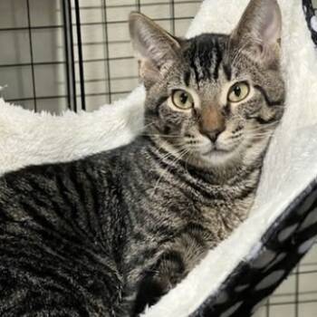 Rescue Domestic Short Hair Cats for Adoption in Medina, Ohio - Gizmo | PetCurious
