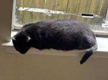 Pantera -  Domestic Short Hair Cat Available for Adoption in Elmwood, Louisiana - Pantera | PetCurious