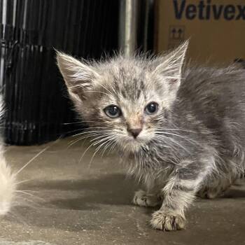 Domestic Short Hair Cats Available for Adoption in Eureka Springs, Arkansas - Oak | PetCurious