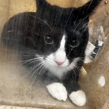 Domestic Short Hair Cats Available for Adoption in Philadelphia, Pennsylvania - Tiny | PetCurious