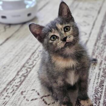 Kimmy -  Domestic Short Hair Cat for Adoption in Fort Worth, Texas - Kimmy | PetCurious