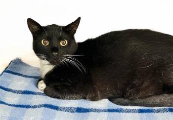SOOT -  Domestic Short Hair Cat Available for Adoption in Fort Lauderdale, Florida - SOOT | PetCurious