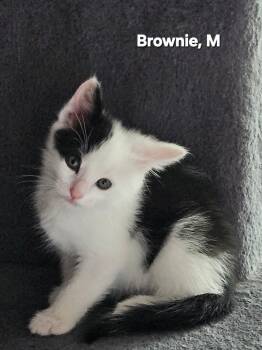 Cookie Clan -  Domestic Short Hair Cat for Adoption in Roxbury Township, New Jersey - Cookie Clan | PetCurious