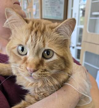Jasper -  Domestic Long Hair Cat for Adoption in Mokena, Illinois - Jasper | PetCurious