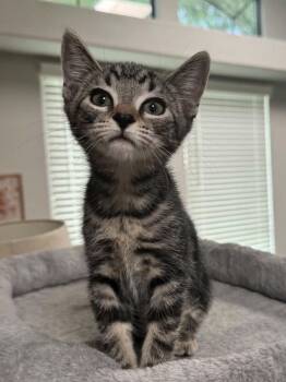 Pigeon 2 -  Domestic Short Hair Cat for Adoption in Tucson, Arizona - Pigeon 2 | PetCurious