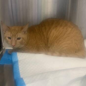 Domestic Short Hair Cats Available for Adoption - Larry | PetCurious