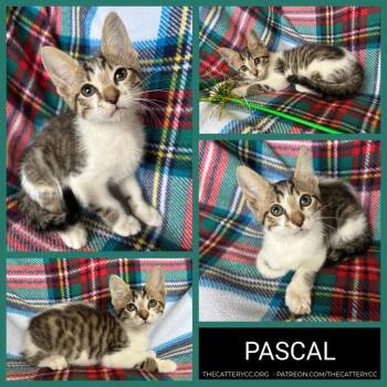 Domestic Short Hair Cats Available for Adoption in Corpus Christi, Texas - Pascal | PetCurious