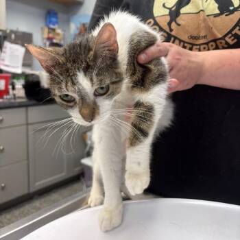 Jorgden -  Domestic Short Hair Cat for Adoption in Parkersburg, West Virginia - Jorgden | PetCurious