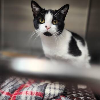 Rescue Domestic Short Hair Cats for Adoption in Marinette, Wisconsin - Tatum | PetCurious