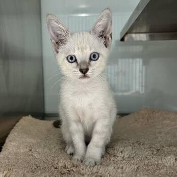 Shiney -  Domestic Short Hair Cat for Adoption in Abilene, Texas - Shiney | PetCurious