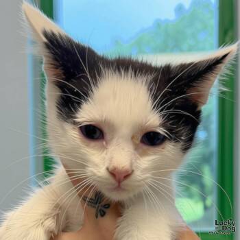 Baby Seth -  Domestic Short Hair Cat for Adoption in Washington, District Of Columbia - Baby Seth | PetCurious