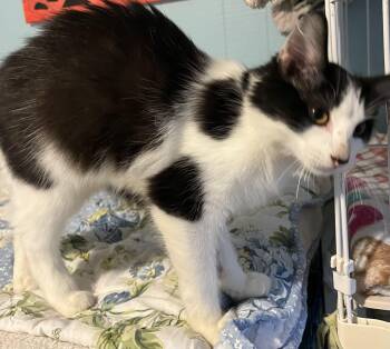 May -  Domestic Medium Hair Cat for Adoption in Moline, Illinois - May | PetCurious