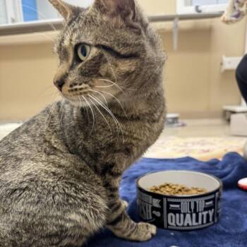 Domestic Short Hair Cats Available for Adoption in Mebane, North Carolina - Timmy | PetCurious