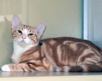 HEATHCLIFF -  Tabby Cat for Adoption in San Clemente, California - HEATHCLIFF | PetCurious