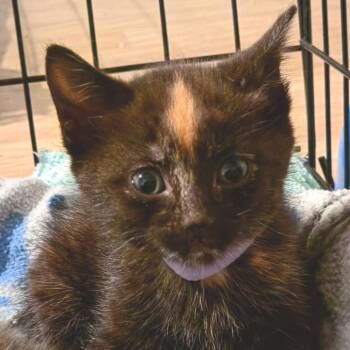 Sourpatch -  Domestic Short Hair Cat for Adoption in Newport News, Virginia - Sourpatch | PetCurious