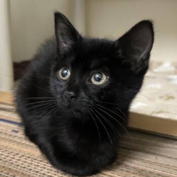 Lactose Free -  Domestic Short Hair Cat for Adoption - Lactose Free | PetCurious