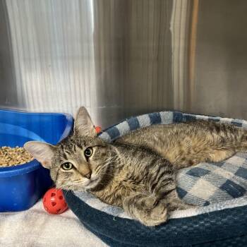 Eli -  Domestic Short Hair Cat for Adoption in Rocky Mount, Virginia - Eli | PetCurious