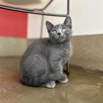 Indy -  Domestic Short Hair Cat for Adoption in Green Bay, Wisconsin - Indy | PetCurious