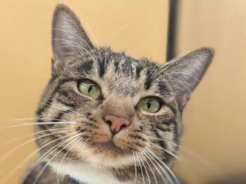 Courage -  Domestic Short Hair Cat for Adoption in Portland, Oregon - Courage | PetCurious
