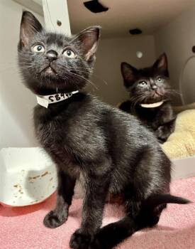 ROGER -  Domestic Short Hair Cat for Adoption in San Francisco, California - ROGER | PetCurious