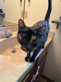 Cat in the Hat (Hattie) -  Domestic Short Hair Cat for Adoption in Grand Rapids, Michigan - Cat In The Hat (Hattie) | PetCurious