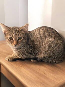 Rescue Domestic Short Hair Cats for Adoption in Champaign, Illinois - Tiny Tim | PetCurious