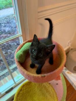 Domestic Short Hair Cats Available for Adoption in Johnson City, Tennessee - Snoop Cat | PetCurious