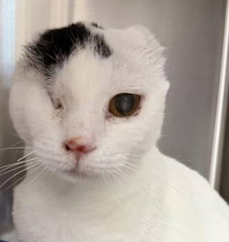 Domestic Short Hair Cats Available for Adoption in Fernandina Beach, Florida - Stella Bella (from Italy) | PetCurious