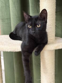 Sundae -  Domestic Short Hair Cat for Adoption in Oviedo, Florida - Sundae | PetCurious