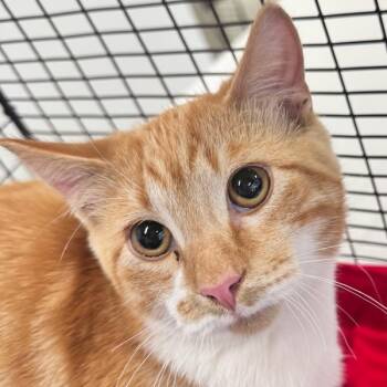 Rescue Domestic Short Hair Cats for Adoption in Des Moines, Iowa - Javi | PetCurious