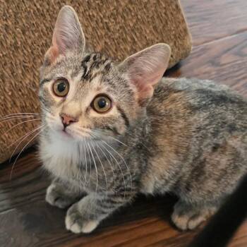 Aurae -  Domestic Short Hair Cat for Adoption in Kansas City, Missouri - Aurae | PetCurious