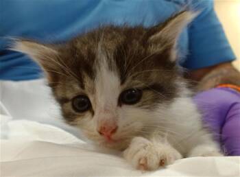 Domestic Short Hair Cats Available for Adoption in Doral, Florida - COTTON BALL | PetCurious