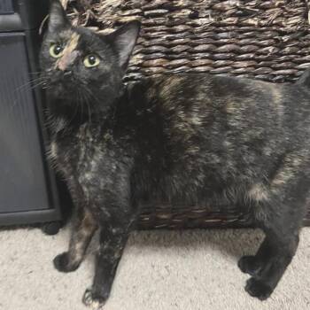 Chrissy -  American Shorthair Cat for Adoption in Freeport, Florida - Chrissy | PetCurious