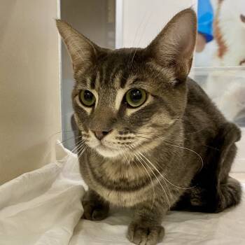 Rescue Domestic Short Hair Cats for Adoption in Reno, Nevada - Cheese | PetCurious
