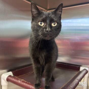 Domestic Short Hair Cats Available for Adoption - Drew | PetCurious