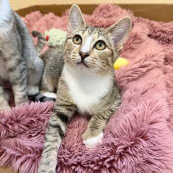 Domestic Short Hair Cats Available for Adoption in Agoura Hills, California - Verona | PetCurious
