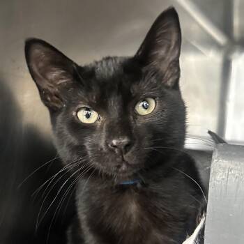 Taylor -  Domestic Short Hair Cat for Adoption in Chicago, Illinois - Taylor | PetCurious