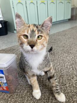 Domestic Short Hair Cats Available for Adoption - Pippi Longstocking | PetCurious