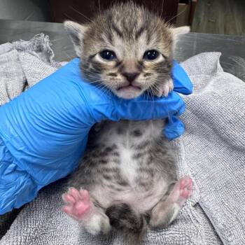 Domestic Short Hair Cats Available for Adoption in Summerville, South Carolina - Fig | PetCurious