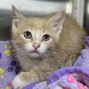 Armando -  Domestic Short Hair Cat for Adoption in Palm Springs, California - Armando | PetCurious