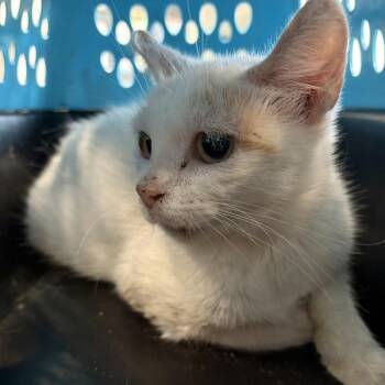 Camilla -  Domestic Short Hair Cat for Adoption in Des Moines, Iowa - Camilla | PetCurious