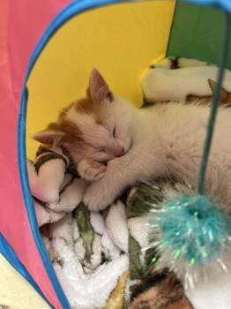 Domestic Short Hair Cats Available for Adoption in Grand Rapids, Michigan - Finn | PetCurious