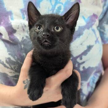 Logan -  Domestic Short Hair Cat for Adoption in Canton, Illinois - Logan | PetCurious