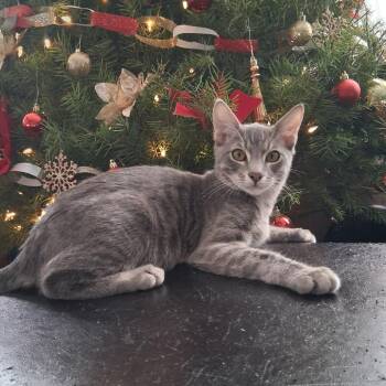 Mikey -  Domestic Short Hair Cat for Adoption in Calimesa, California - Mikey | PetCurious