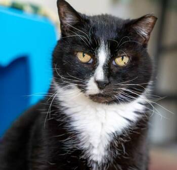 Domestic Short Hair Cats Available for Adoption - Charly | PetCurious