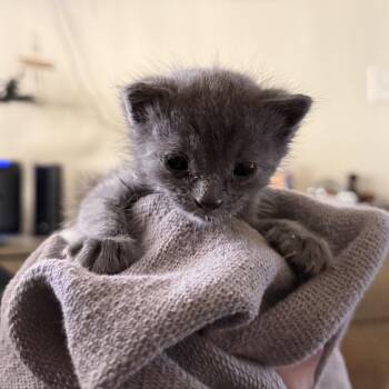 Domestic Short Hair Cats Available for Adoption in Los Angeles, California - Mazzy | PetCurious