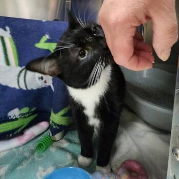 Daisy -  Domestic Short Hair Cat for Adoption in Walker, Michigan - Daisy | PetCurious