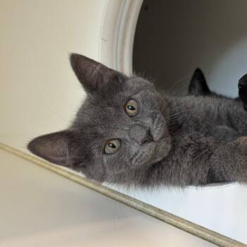 Domestic Short Hair Cats Available for Adoption in Naperville, Illinois - Ladybug | PetCurious