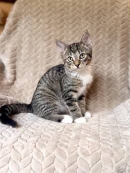 Hattie- Transport -  Domestic Short Hair Cat for Adoption in Gradyville, Kentucky - Hattie- Transport | PetCurious